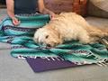 Student meditates with her dog at the end of yoga.